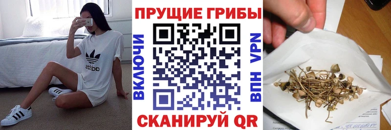 OMG ссылка  купить   Котлас  Псилоцибиновые грибы Psilocybe 